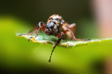 one March fly sits on a leaf in a forest