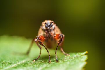 one robber fly sits on a leaf and waits for prey