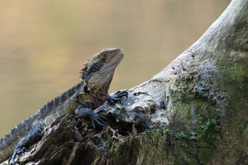 Australian water dragon (Intellagama lesueurii) sits by the river, Sydney, Australia