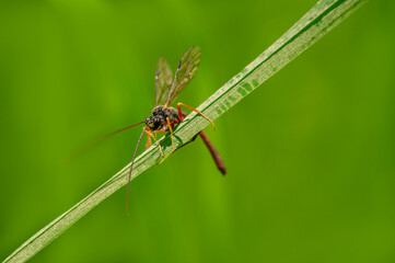 one wasp sits on a stalk in a meadow