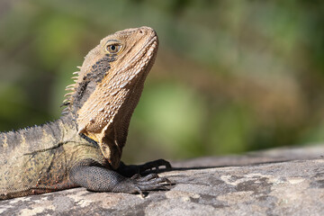 Australian water dragon (Intellagama lesueurii) closeup portrait