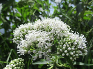 close up of a flower