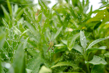 one wasp spider sits in its web and waits for prey