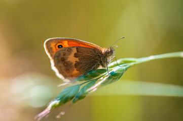 one brown butterly sits on a stalk in a meadow