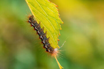 one caterpillar sits on a leaf in a meadow