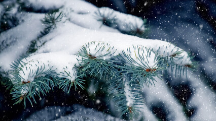 Snow-covered spruce during snowfall. A snowy branch fir trees