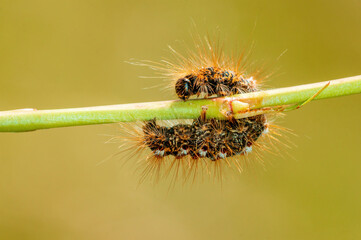 one caterpillar sits on a stalk in a meadow