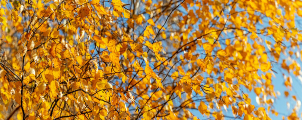 Autumn background with yellow birch leaves on a tree in autumn in sunny weather against a blue sky