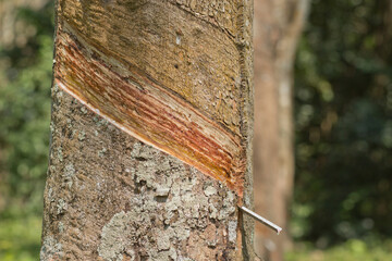 Milky latex extracted from rubber tree (Hevea Brasiliensis) as a source of natural rubber in...