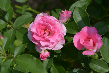 うらら　バラの花