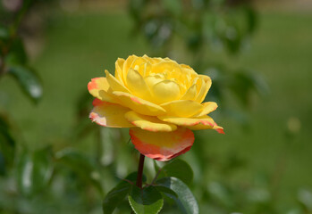 スペクトラ　バラの花