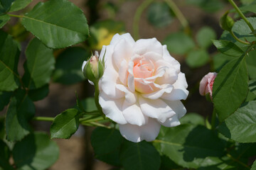 シュシュ　バラの花