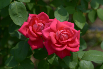 友愛　バラの花