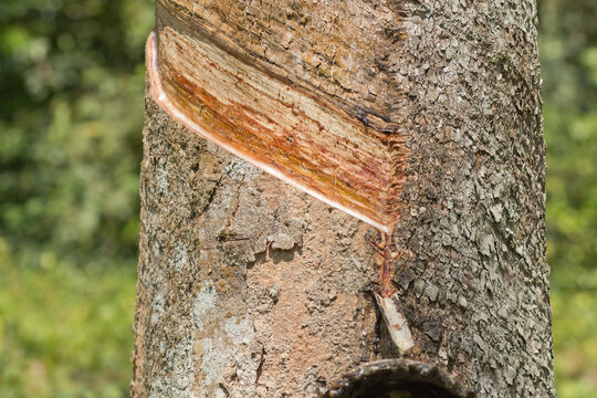 Milky latex extracted from rubber tree (Hevea Brasiliensis) as a source of natural rubber in Brazil. Rubber plantation