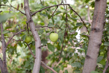 Green apples weigh on a tree branch in the garden. Unripe apples. Apples affected by the disease, on the branch of an apple tree in the garden.
