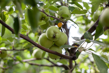 Green apples weigh on a tree branch in the garden. Unripe apples. Apples affected by the disease, on the branch of an apple tree in the garden.