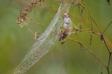 a spider web with dewdrops on a meadow in summer