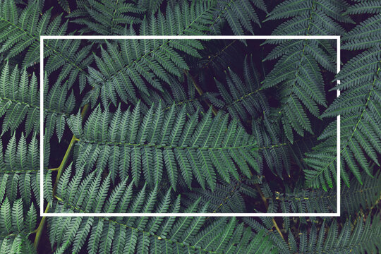 Frame Background Natural green fern in the garden.close up
