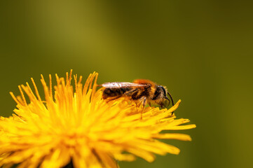 one bee sits on a flower in a meadow