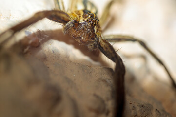 one predatory spider is waiting for its prey
