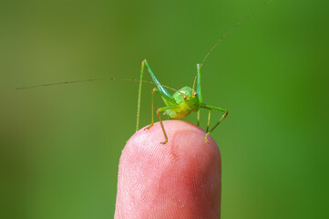 one green grasshopper sits on a finger and warm up