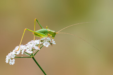 one green grasshopper sits on a flower in a meadow
