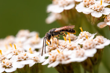 one wasp sits on a flower in a meadow