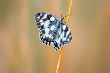 one Marbled White is sitting on a flower in a meadow