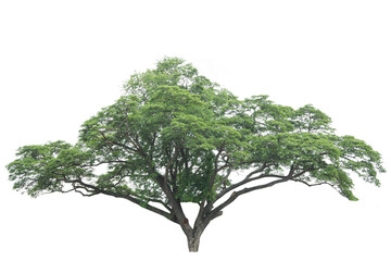A large samanea saman tree isolate on whitebackground