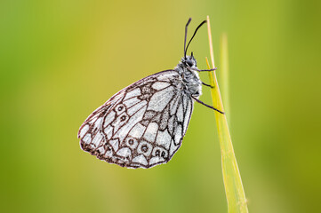 one Marbled White is sitting on a flower in a meadow