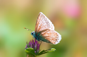 one common blue butterfly sits on a flower in a meadow