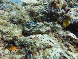 A stonefish perched and camouflaged within corals in Malaysia