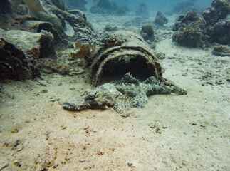 A crocodilefish perched on sandy seabed camouflaged with its surroundings in Malaysia