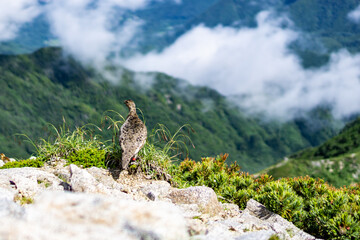 長野県中央アルプス木曽駒ヶ岳
