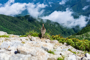 長野県中央アルプス木曽駒ヶ岳