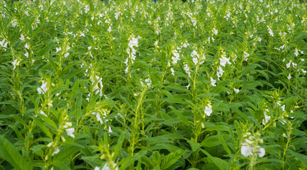 푸른 들판 참깨 밭에 핀 하얀 깨 꽃.