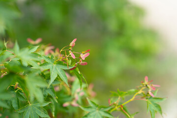 단풍나무 꽃이 지고 난 후에 맺힌 신비로운 핑크색 열매.