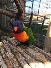 Pretty little parakeet