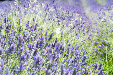 Naklejka premium Lavender field