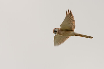 Nankeen kestrel (Falco cenchroides) hovers in the sky, NSW, Australia