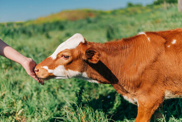 Little brown and white cow calf standing on the lawn in the countryside on the farm and girl's hand pet the animal © Olga Krivokoneva