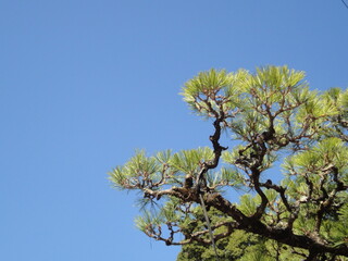 松と青空