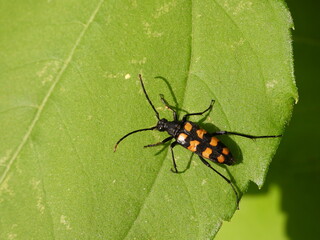 Four-banded longhorn beetle (Leptura quadrifasciata) on a leaf