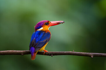 Oriental dwarf kingfisher (Ceyx erithaca) or three-toed kingfisher with frog kill seen at Chiplun in Maharashtra, India