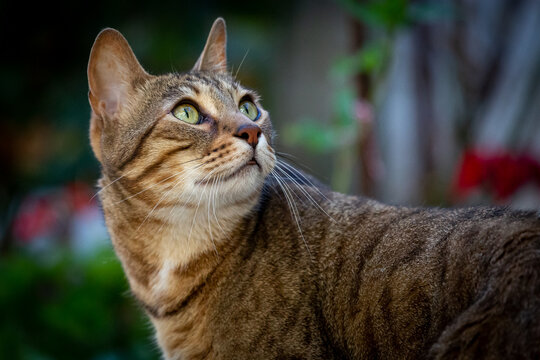 Close-up of a Bengal breed cat looking up and back. Felis catus prionailurus bengalensis.
