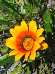 ガーデニングで育てたガザニアの花
