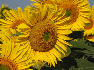 Fototapeta premium blooming sunflower fields in sunlight close up