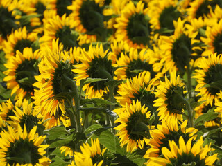 blooming sunflower fields in sunlight close up