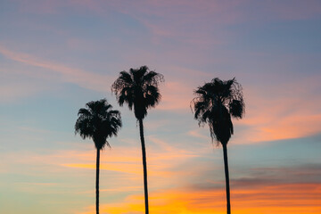 Obraz na płótnie Canvas 3 Palms Sunset 8322c
