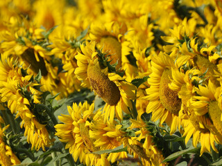 blooming sunflower fields in sunlight close up